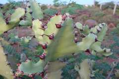 Euphorbia antiquorum